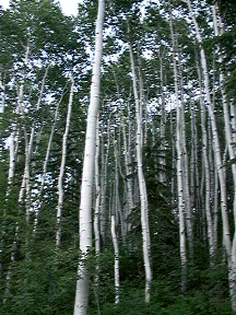 These are Aspen, but they're actually in Utah