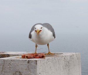 seagull